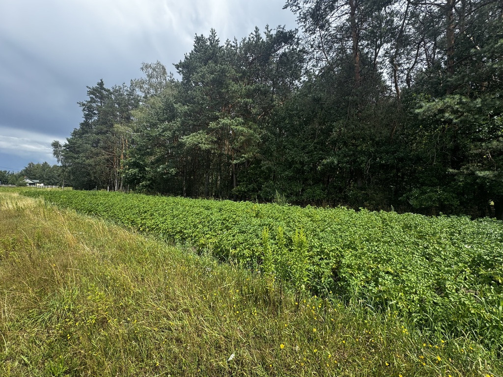 Działka Sprzedaż Górzno Adama Mickiewicza 8