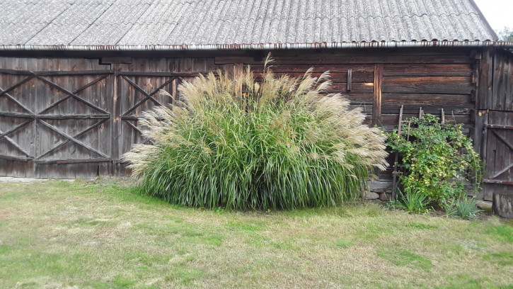 Dom Sprzedaż Górzno 18